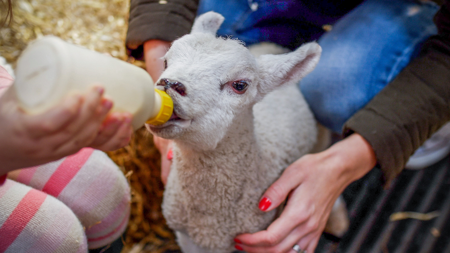 Lamb bottle feeding at Thornton Hall Farm