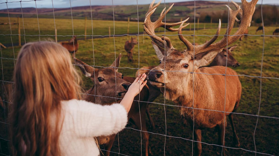 Girl putting hand out to stroke reindeer nose at Thornton Hall farm