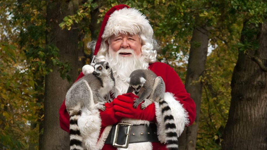 Santa at West Midland Safari Park in Worcestershire.