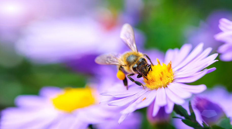 Bee on lilac coloured flower