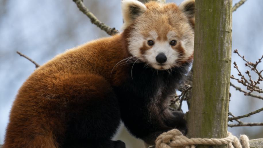 Marwell Zoo in Winchester at Christmas