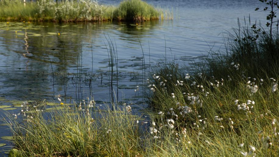 A wetland habitat in summer.