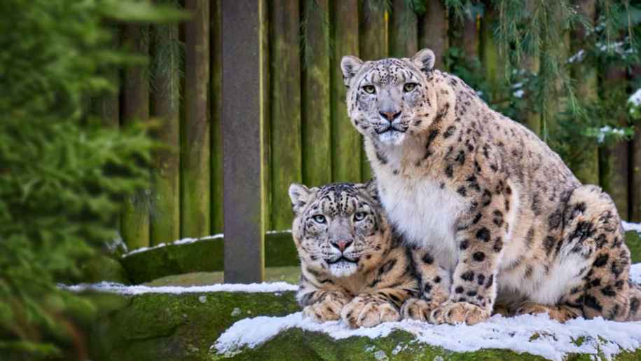 Paradise Wildlife Park in herefordshire Christmas competition