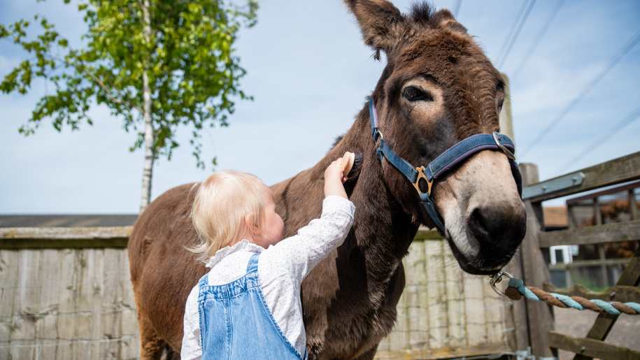 A young child grooming a donkey during a day out at Hogshaw Farm & Wildlife Park in Buckinghamshire.