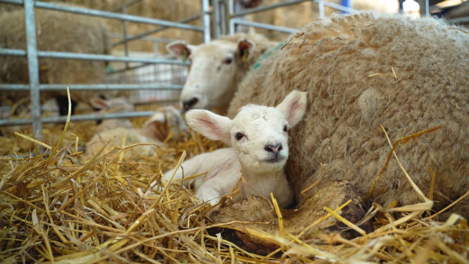 ewe and lamb on straw at Lower Drayton Farm