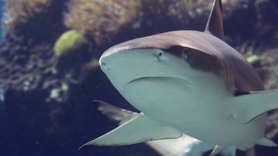 Sea Life Manchester close up image of shark face