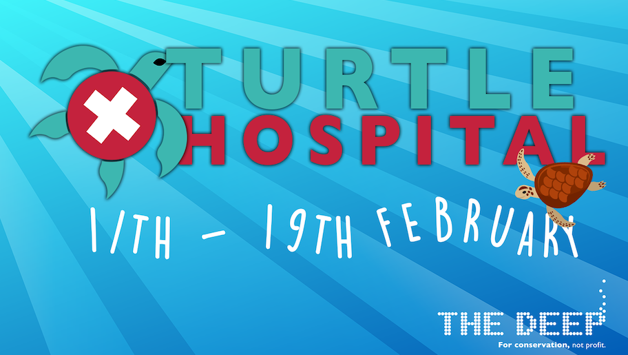 Turtle Hospital event at The Deep on 11th to 19th February