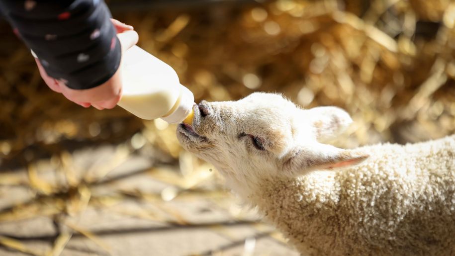 Feed the lambs at Whitehouse Farm in Northumberland this Easter