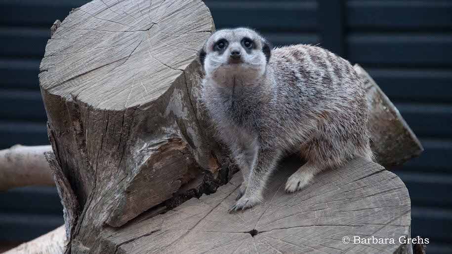 Meercat on logs at Whitehouse Farm Centre in Northumberland