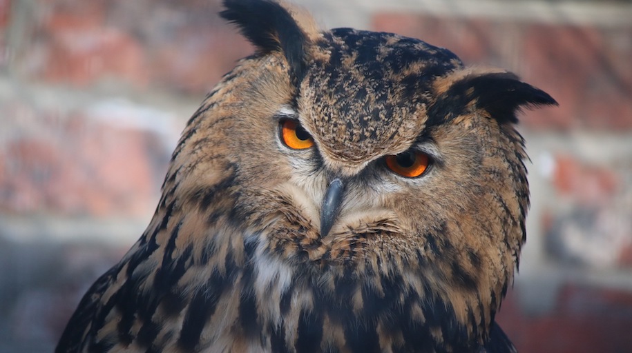 Owl with orange eyes at whitehouse farm centre in northumberland