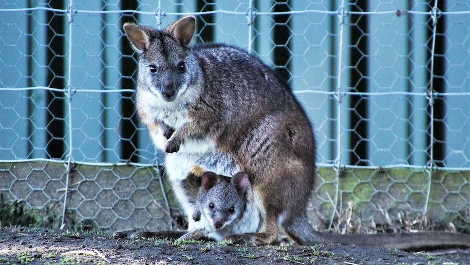 Wallaby with baby in pouch at whitehouse Farm centre in Northumberland