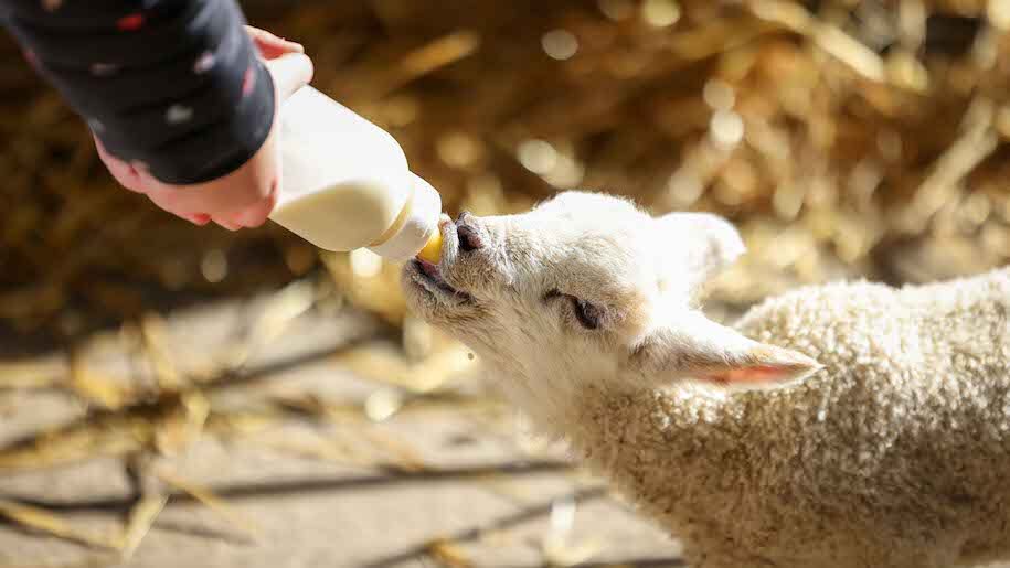 Bottle feeding lamb at whitehouse farm centre in Northumberland