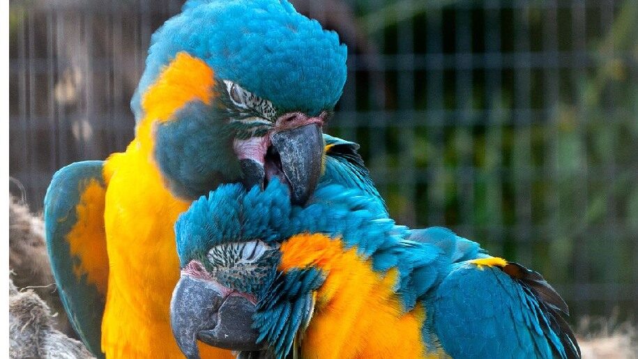Birdworld Two cuddling Blue Throated Macaws