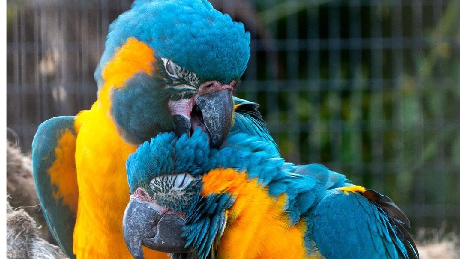 Birdworld Two cuddling Blue Throated Macaws