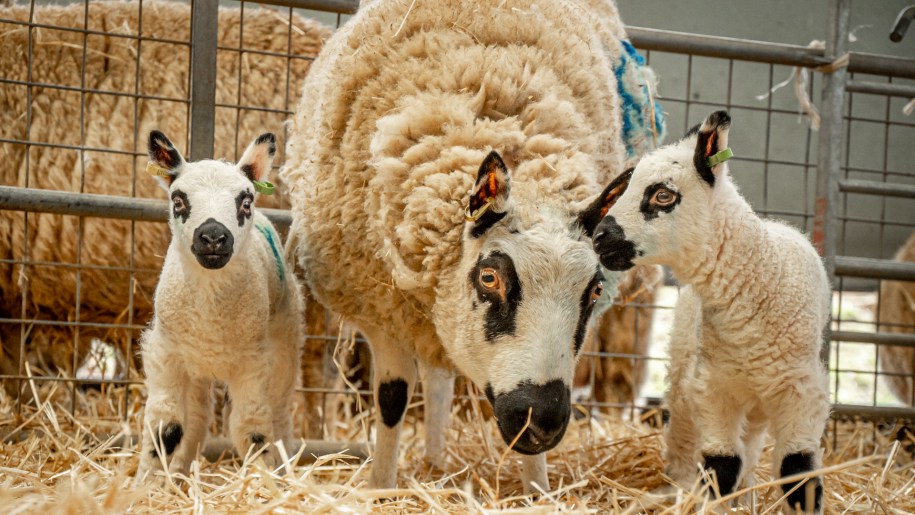 Ewe and two lambs during lambing at Cotswold Farm Park in Gloucestershire.