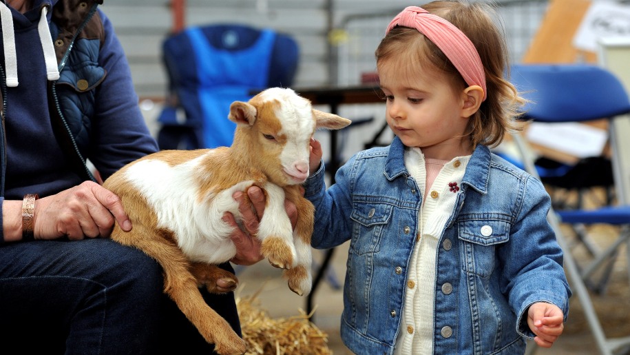Child stroking a goat kid at Countrytastic in Malvern.