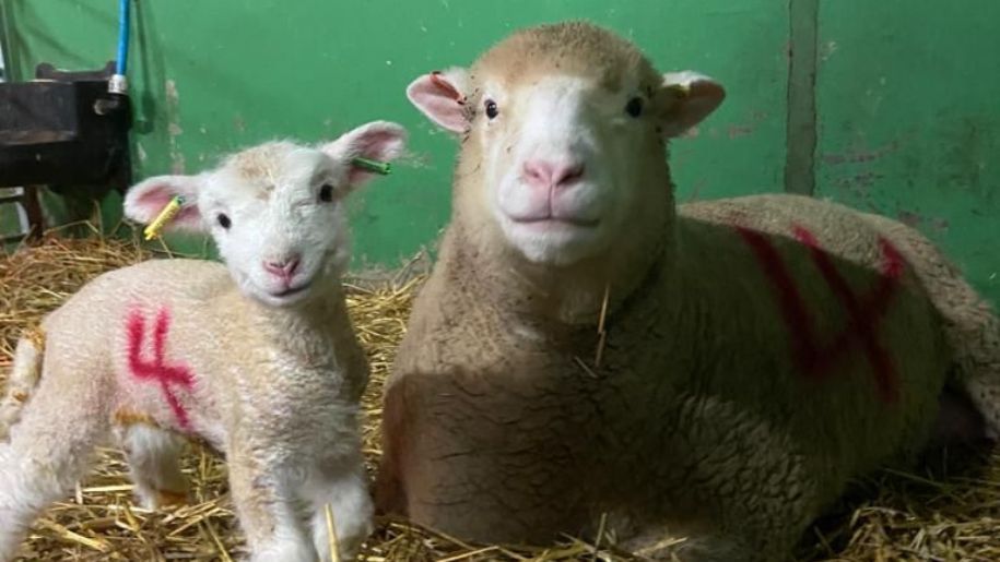 A mother and baby sheep at Hogshaw Farm in Buckinghamshire
