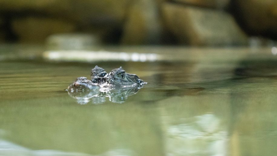 Visit the new Rainforest Realm at Stratford Butterfly Farm