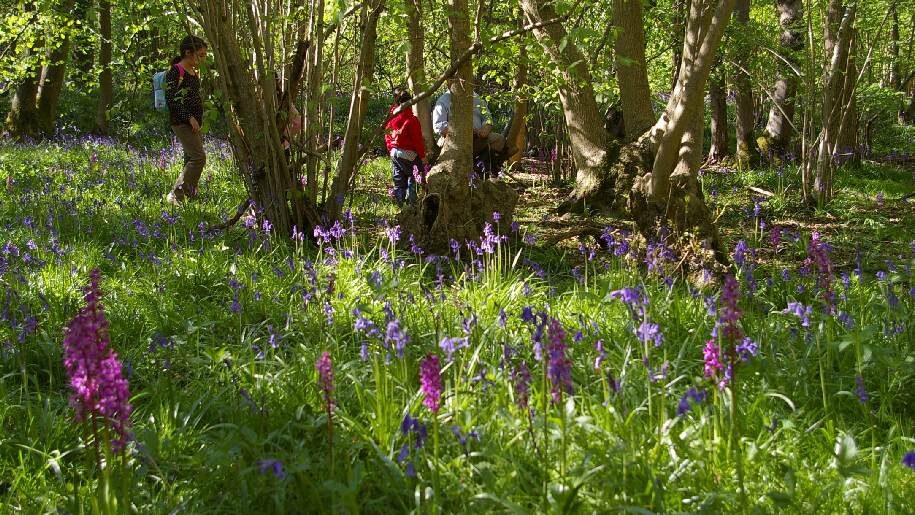West Horsley Place People walking through bluebells