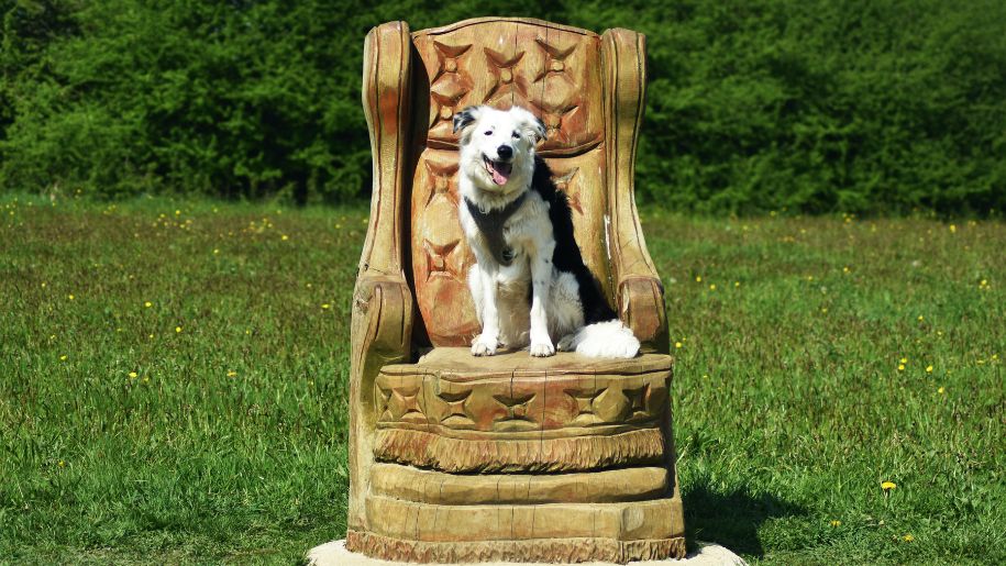Dog sat on a carved chair at Carsington Water