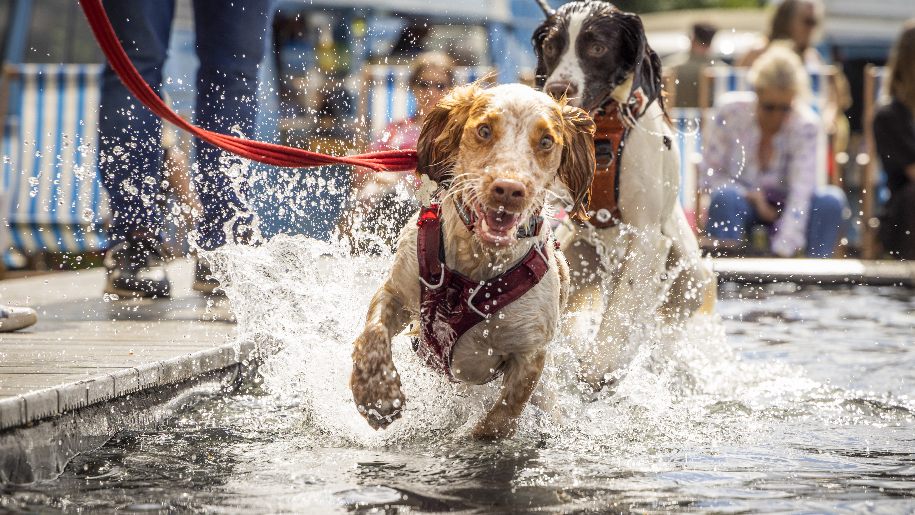 Goodwoof at Goodwood Two dogs splashing through water