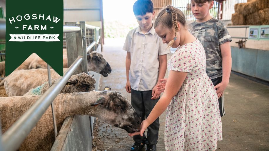 Kids petting goats at Hogshaw Farm