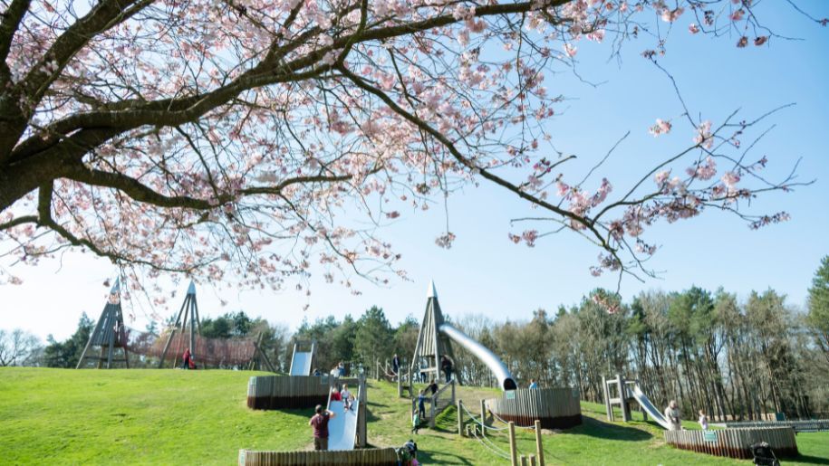 spring blossom tree at Wellington Country Park