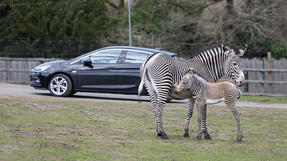 Two zebras at the Safari at West Midland Safari Park 