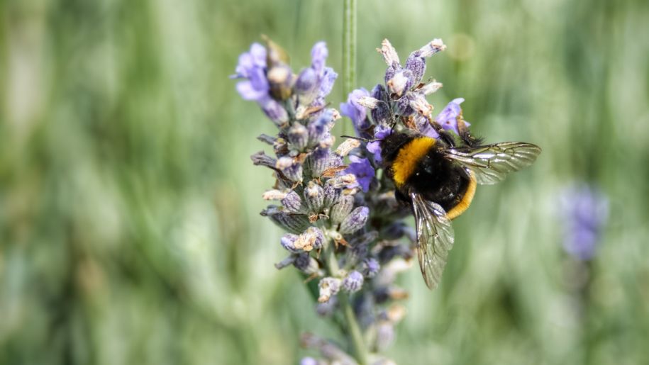 A bumble bee on lavender.