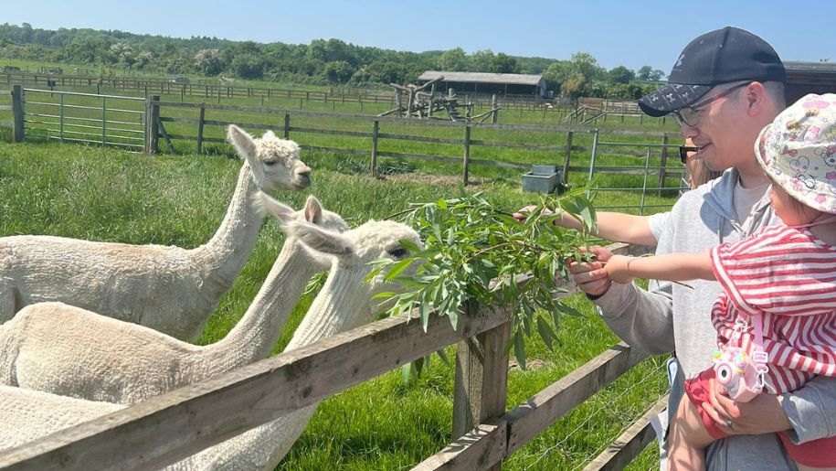 A man and child feeding the llamas at Hogshaw Farm