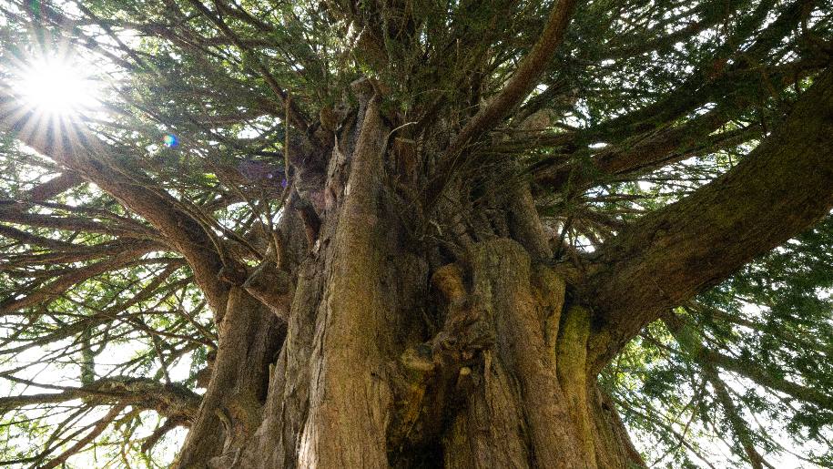 Marwell Zoo Tree Trail Very large trunked tree