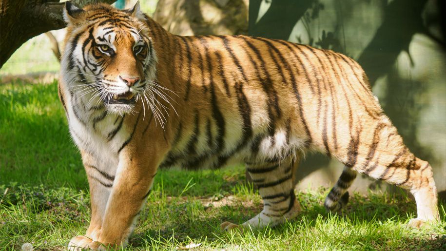 A tiger in the sun at Wildheart Animal Sanctuary