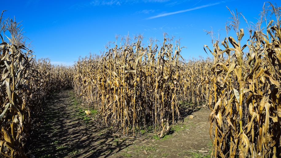 Stems of corn