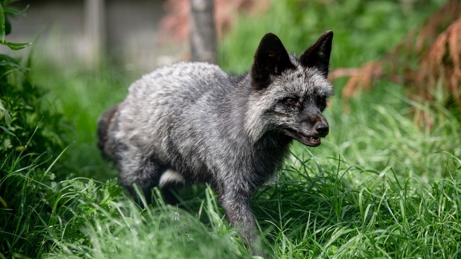 A silver fox at Hogshaw Farm in Buckinghamshire.