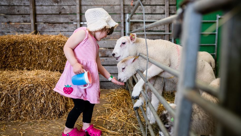 Girl petting a lamb at Hogshaw Farm