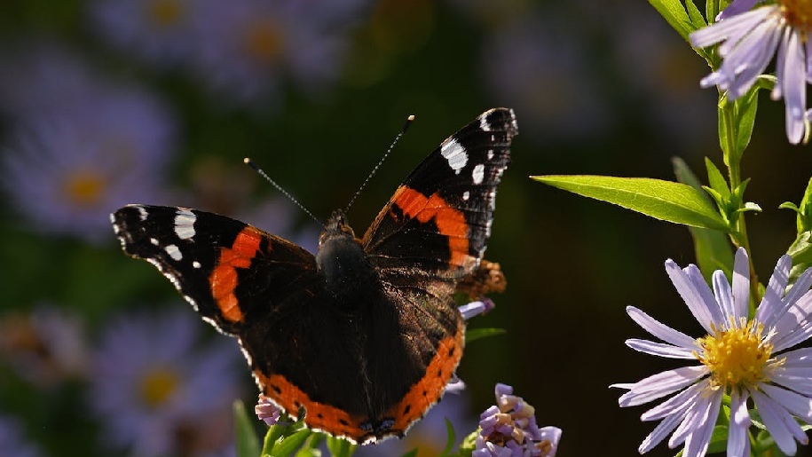 Generic image of Red Admiral Butterfly on flowers