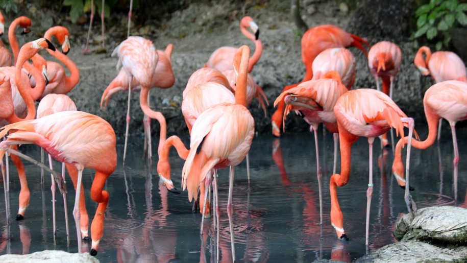 Caribbean flamingos.