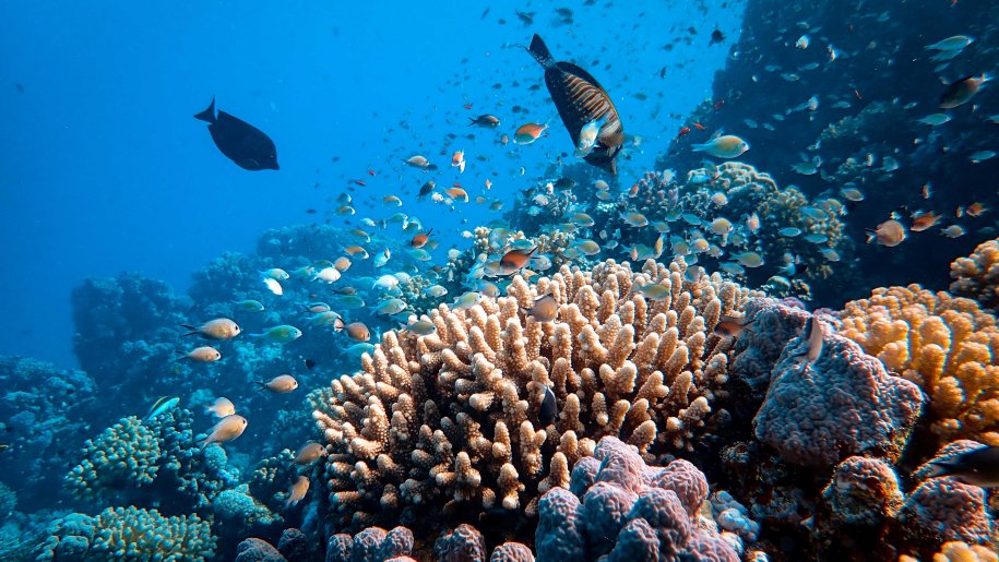A coral reef and fishes.