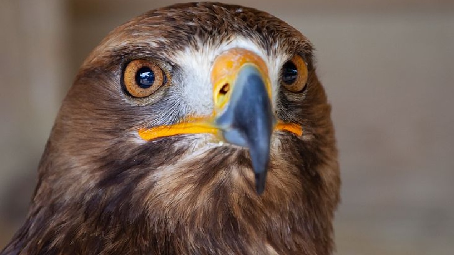 Generic Falconry Harris Hawk with distinctive blue beak
