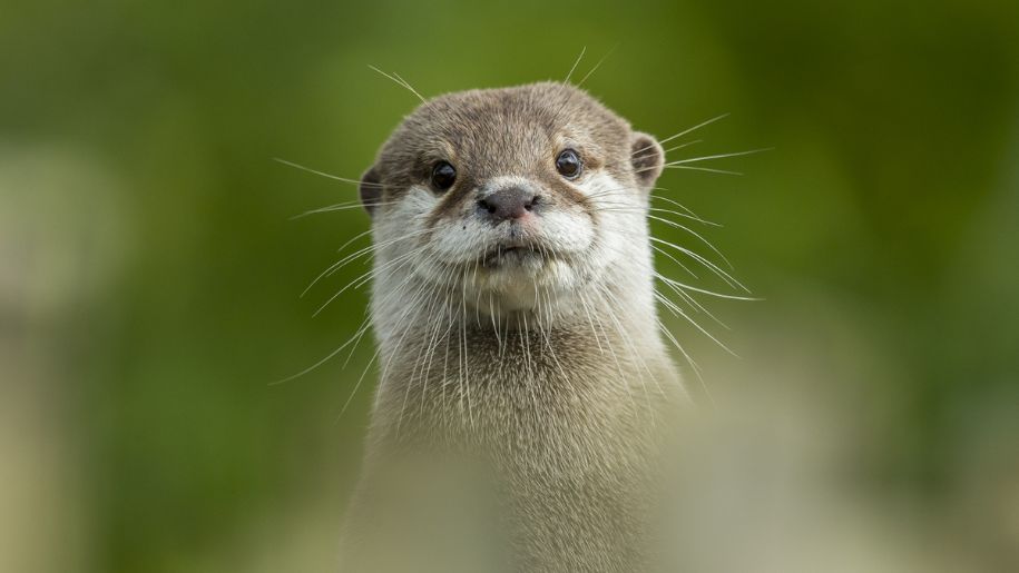 Small clawed otter at Marwell Zoo