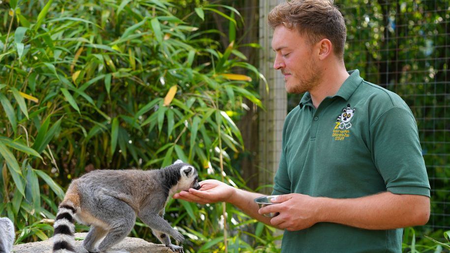 Zoo staff feeding a lemur at Battersea Park Children Zoo