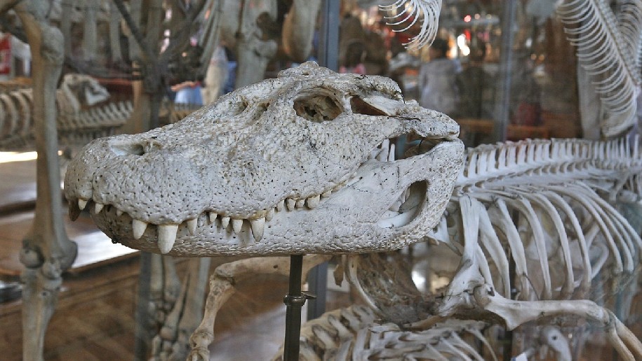 Generic Animal bones skeleton of crocodile and others