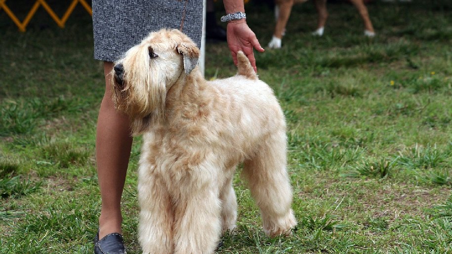 Generic Dog Show - Airedale Terrier with owner showing her dog