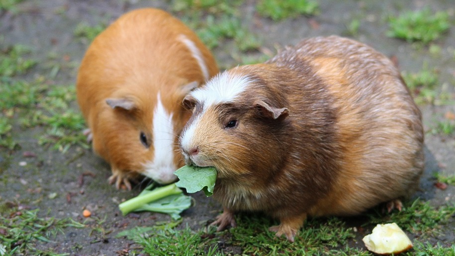 Brown and white guinea pigs.