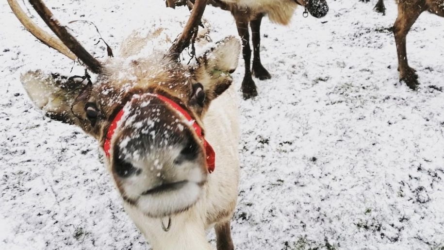 Reindeer in the snow at Hogshaw Farm & Wildlife Park.