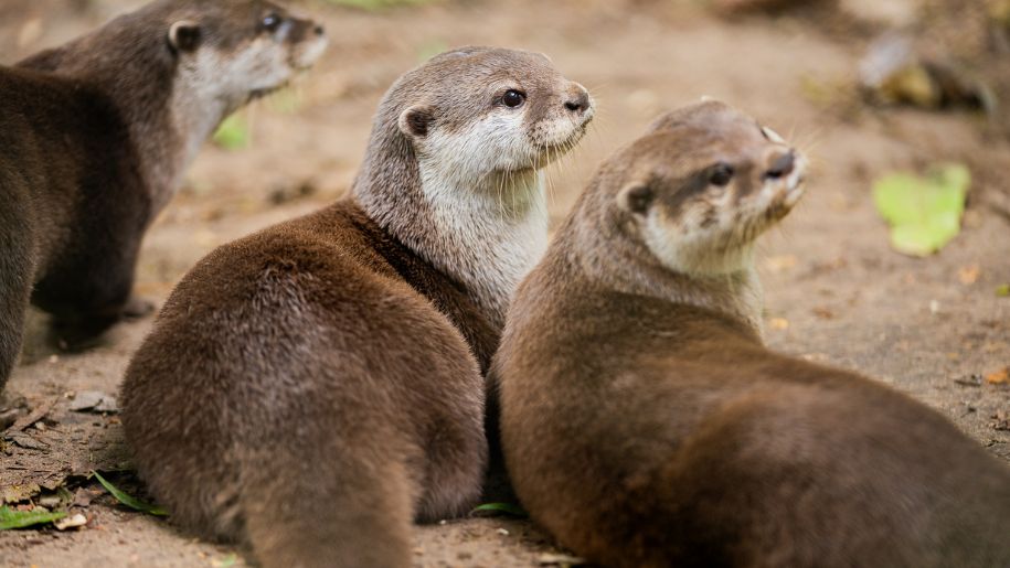 A group of otters laying together at New Forest Wildlife Park