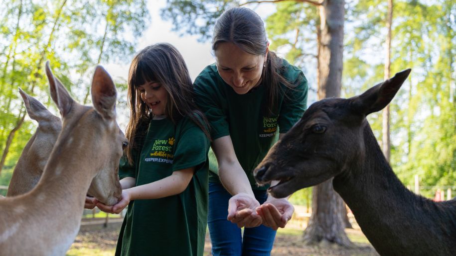 Girl and staff feeding the deer at the New Forest Wildlife Park