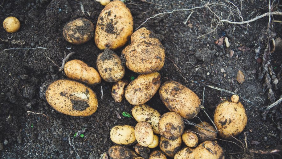 Freshly dug potatoes.