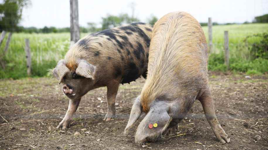 Two pigs in a mud field at Hogshaw Farm & Wildlife Park