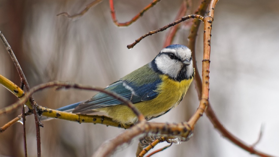 Generic Bird Blue Tit sitting on bare branches in winter